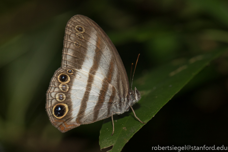 panama